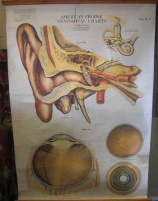 Ear Chart