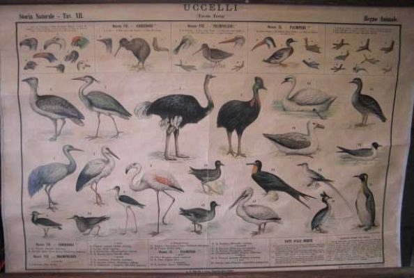 Bird Species Chart c1920