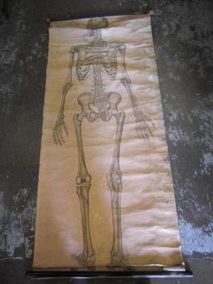 Full Size Skeleton Chart c1900