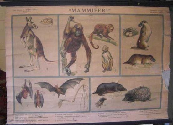 Natural History Chart c1900