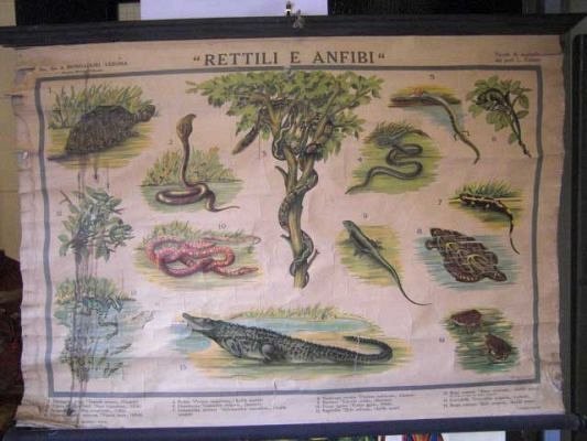Natural History Chart c1880.