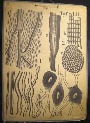 Natural History Chart c 1880.