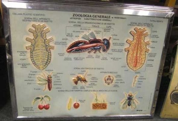 Zoological Chart c1960.