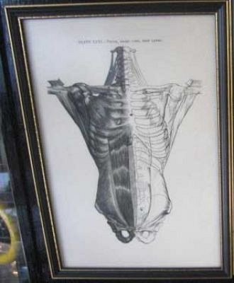 Anatomy Print framed c1880.