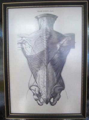 Anatomy Print framed c1880.