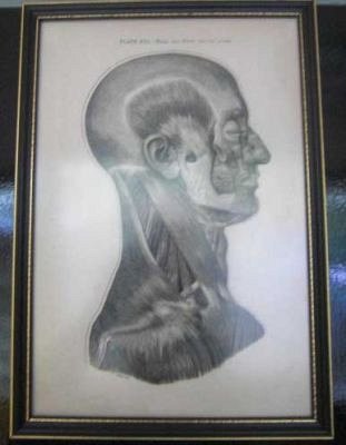 Anatomy Print framed c 1880.
