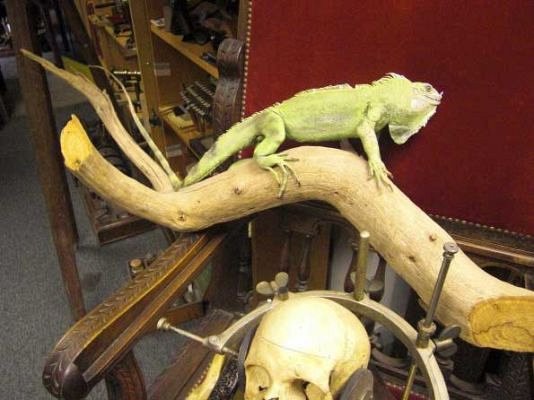 Taxidermy Iguana On Branch