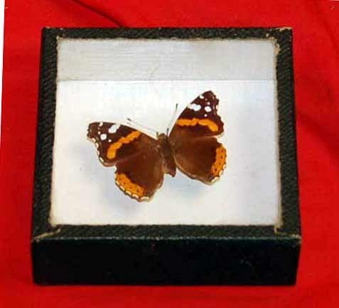 Specimen Butterfly In Case