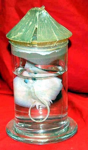 Preserved Specimen In Glass Jar