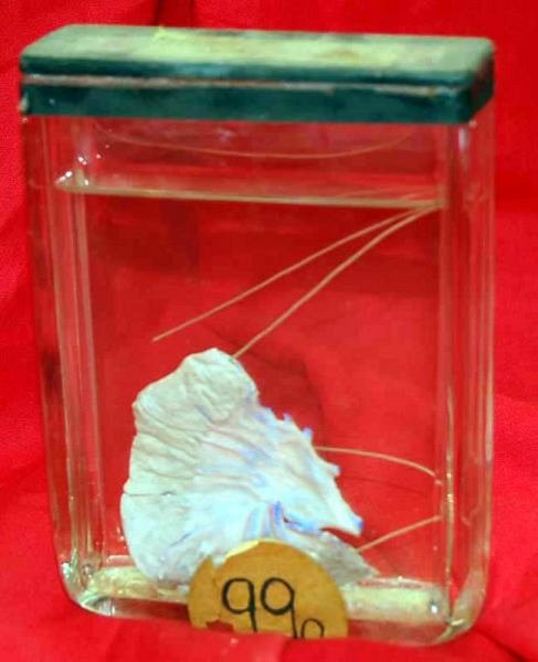 Preserved Specimen In Glass Tank