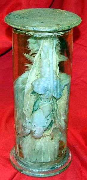 Preserved Specimen In Glass Jar